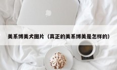 美系博美犬图片（真正的美系博美是怎样的）