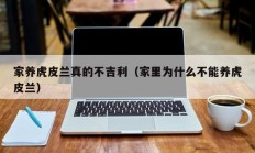 家养虎皮兰真的不吉利（家里为什么不能养虎皮兰）