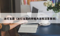 冰灯玉露（冰灯玉露的养殖方法和注意事项）