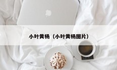 小叶黄杨（小叶黄杨图片）