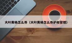 大叶黄杨怎么养（大叶黄杨怎么养护和管理）