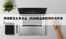 铁线蕨怎么养大全（铁线蕨盆栽的功效与作用）