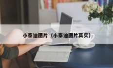 小泰迪图片（小泰迪图片真实）