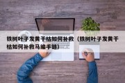 铁树叶子发黄干枯如何补救（铁树叶子发黄干枯如何补救马编手链）