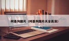 柯基狗图片（柯基狗图片大全高清）