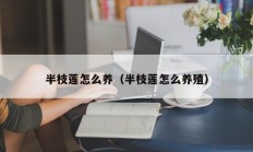 半枝莲怎么养（半枝莲怎么养殖）