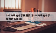 100种鸟的名字和图片（100种鸟的名字和图片长嘴鸟）